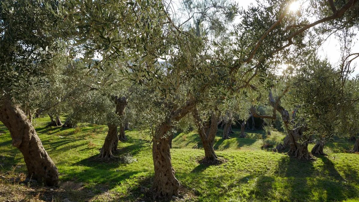 Tranquil olive grove with sun-dappled trees under a clear sky