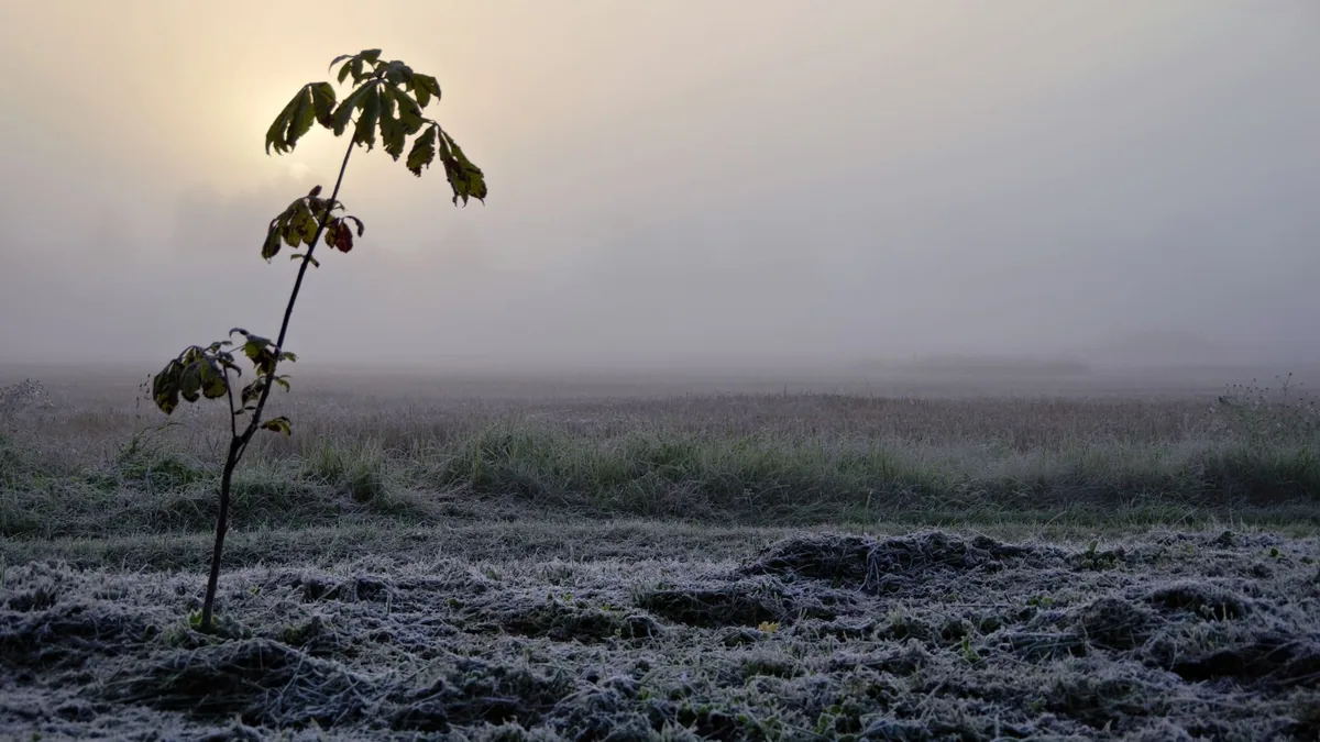 A tranquil frosty field at sunrise, highlighting a lone plant with a misty background.